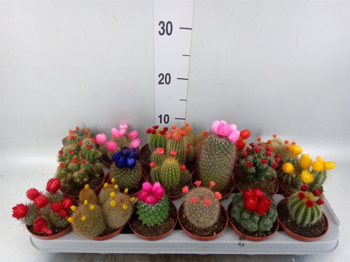 <h4>Cactus   ...decorated</h4>