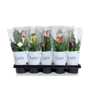 Zantedeschia gemengd Castlemix