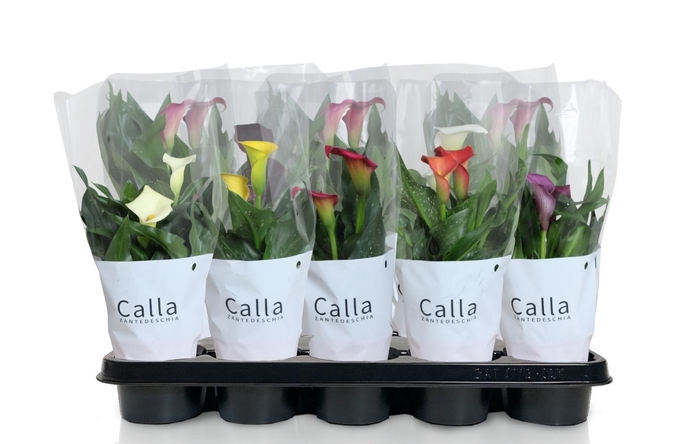 <h4>Zantedeschia gemengd Castlemix</h4>