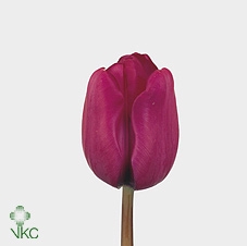 11560: Consideration arrangement