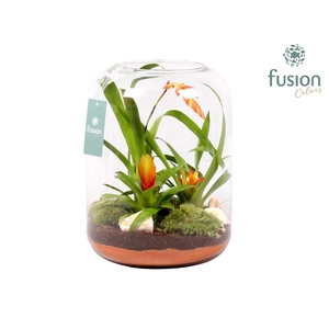 Green Bottle Isabella XLarge met Bromelia