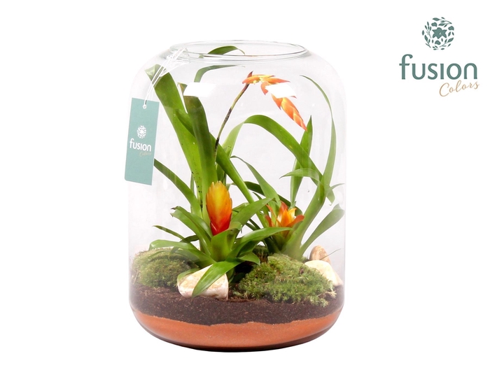 <h4>Green Bottle Isabella XLarge met Bromelia</h4>