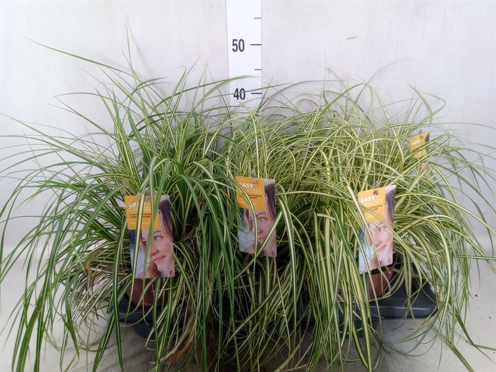 Carex hachijoensis 'Evergold'