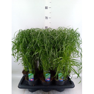 Cyperus alternifolius