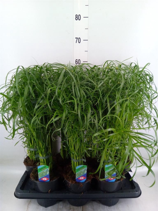 <h4>Cyperus alternifolius</h4>