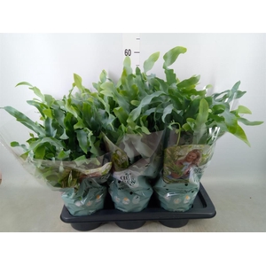 Phlebodium aureum 'Blue Star'