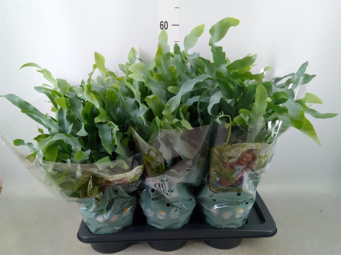 <h4>Phlebodium aureum 'Blue Star'</h4>