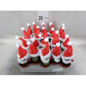 Cactus   ...decorated