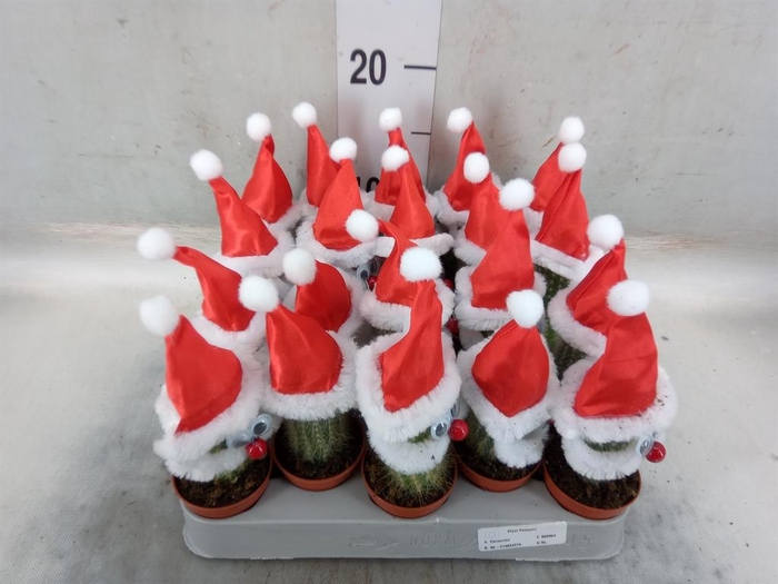 <h4>Cactus   ...decorated</h4>