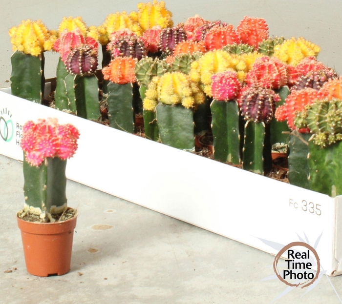 <h4>GYMNO JAPAN GEM</h4>