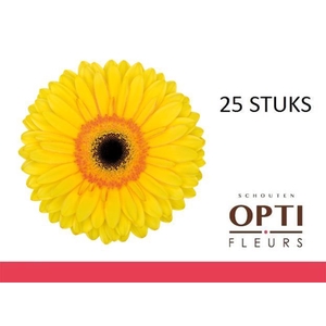 Gerbera Apollo