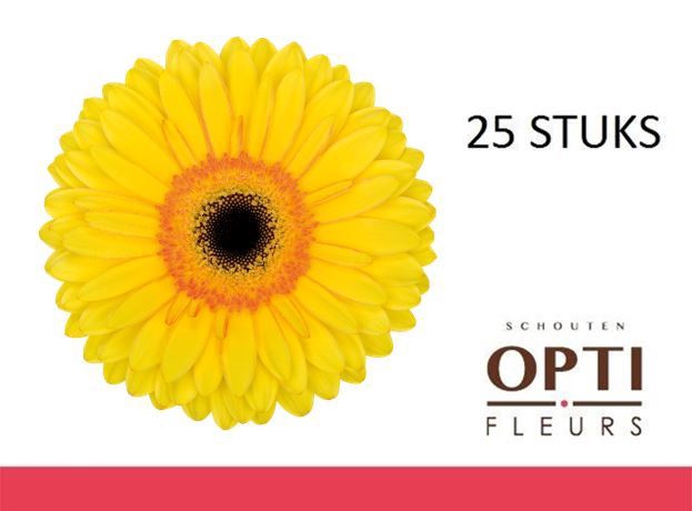 <h4>Gerbera Apollo</h4>