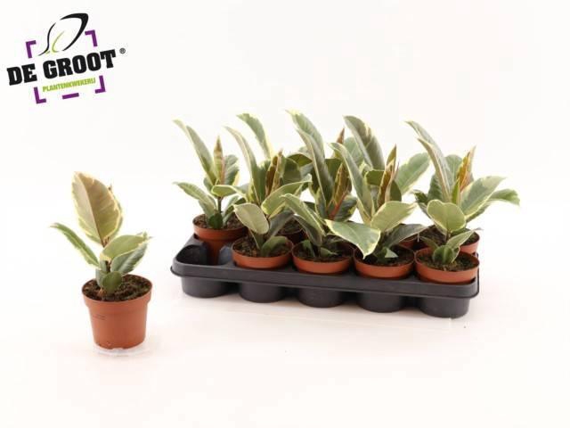 <h4>FIC EL TINEKE</h4>