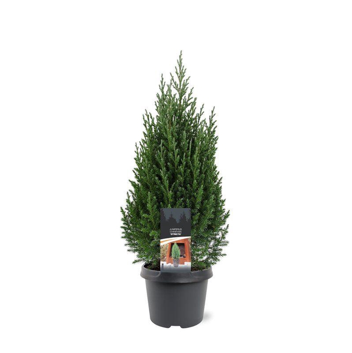 <h4>Juniperus chinensis Stricta</h4>