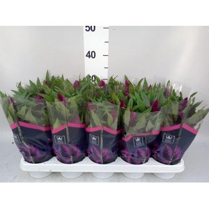 Celosia arg. SP 'Intenz Dk Purple'