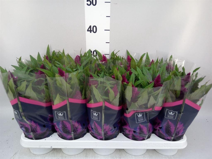 <h4>Celosia arg. SP 'Intenz Dk Purple'</h4>