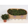 Aster Showm Magenta
