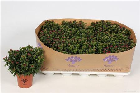 Aster Showm Magenta