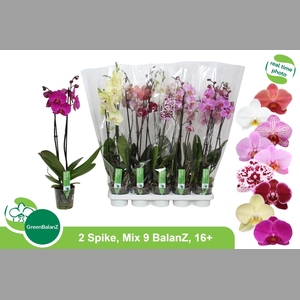 PHAL GEM 9 KL 2 TAK