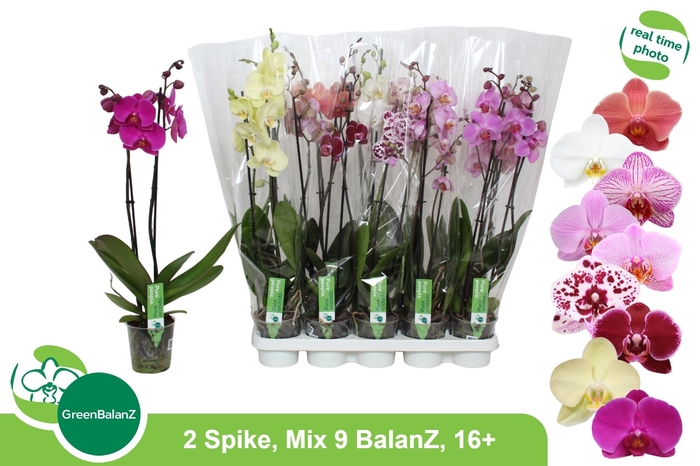 <h4>PHAL GEM 9 KL 2 TAK</h4>