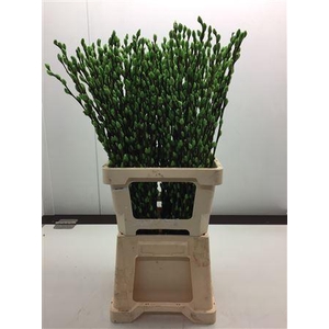 Katjes Salix Appel Groen
