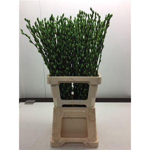Katjes Salix Appel Groen