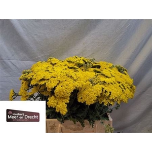 Achillea Moonshine