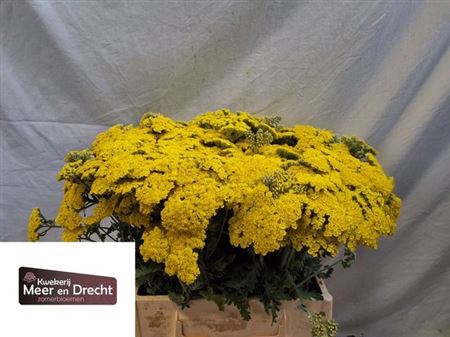 <h4>Achillea Moonshine</h4>