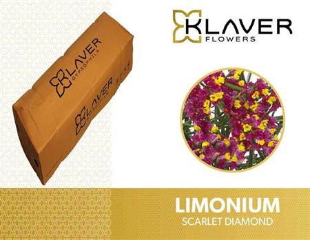 <h4>Lim Sin Scar Diamond</h4>