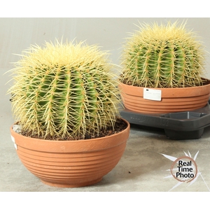 CACTUS OV
