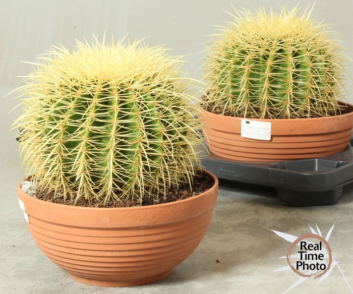 <h4>CACTUS OV</h4>