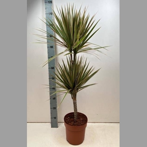 DRA MARG BICOLOR