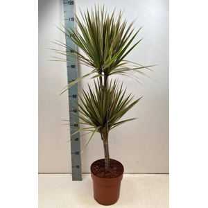 DRA MARG BICOLOR