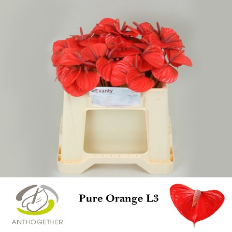 Anthurium Pure Orange