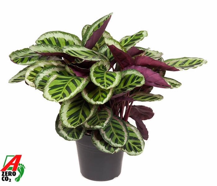 Calathea Angela