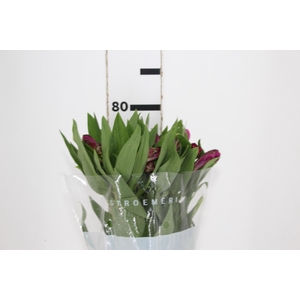 ALSTROEMERIA REAL 080 CM
