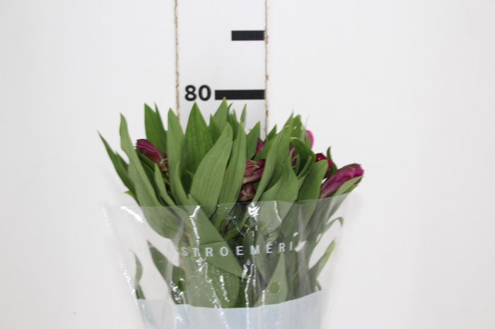 ALSTROEMERIA REAL 080 CM