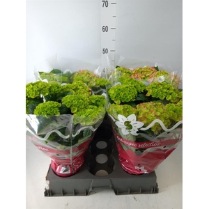 Hydrangea mac.   ...