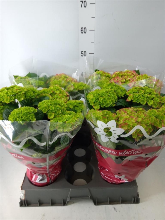 <h4>Hydrangea mac.   ...</h4>