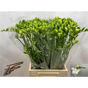 Fr Du Volante Extra!!