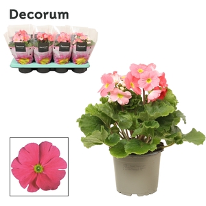 Primula 'Touch Me' Salmon | Decorum