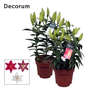 Lilium Oriental Grp gemengd