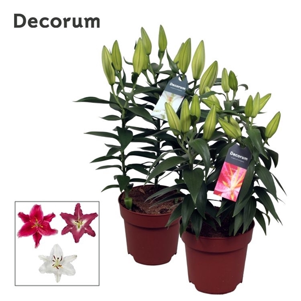 <h4>Lilium Oriental Grp gemengd</h4>