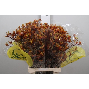 Anigoz Orange Velvet