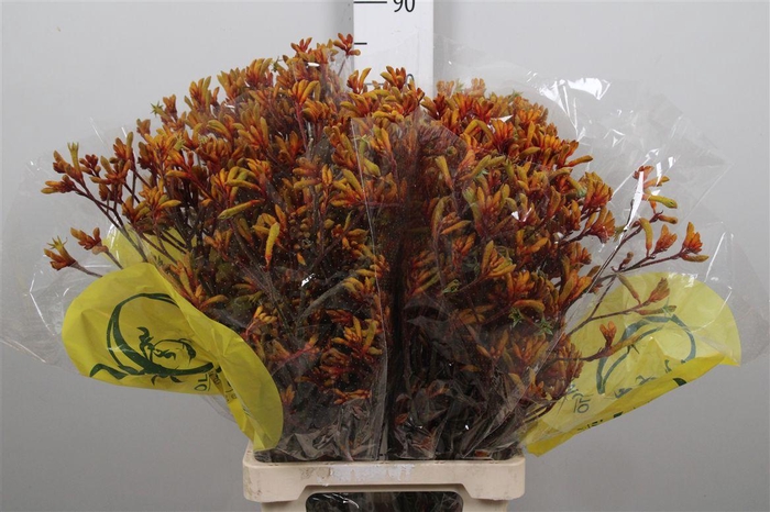 <h4>Anigoz Orange Velvet</h4>