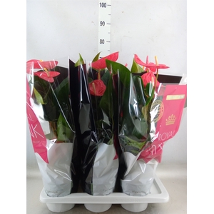 Anthurium andr. 'Maine'