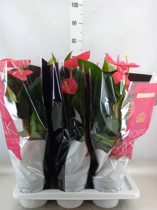 <h4>Anthurium andr. 'Maine'</h4>