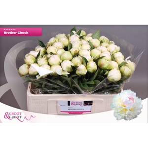 Paeonia Brother Chuck | Heavy Quality