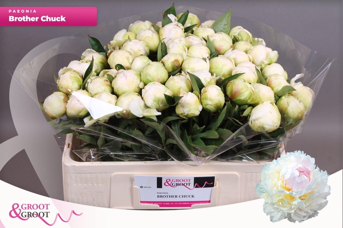 <h4>Paeonia Brother Chuck | Heavy Quality</h4>