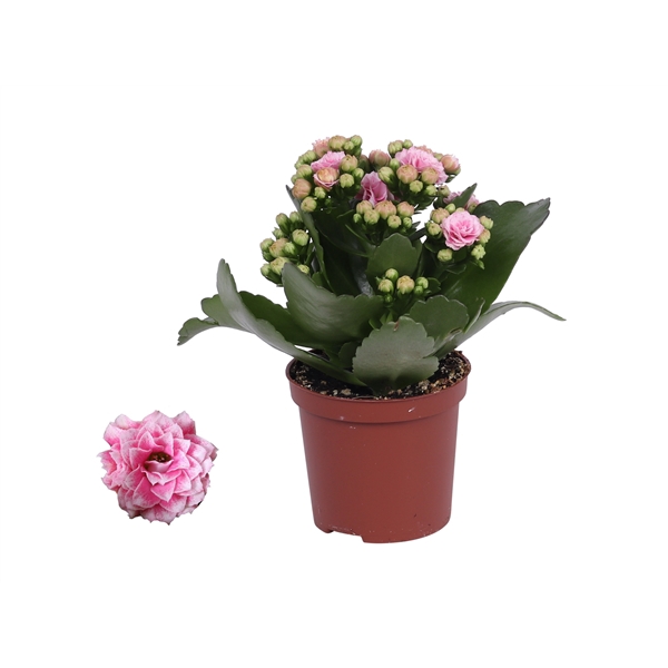 <h4>Kalanchoe Rosalina 07cm Don Alano wit/roze, Zonder hoes</h4>